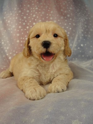 Female Cockapoo Puppy for sale 39 Iowa puppies